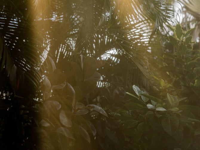 Tulum Jungle Adventure